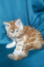 Fluffy orange and white Maine Coon kitten with blue eyes, the perfect companion