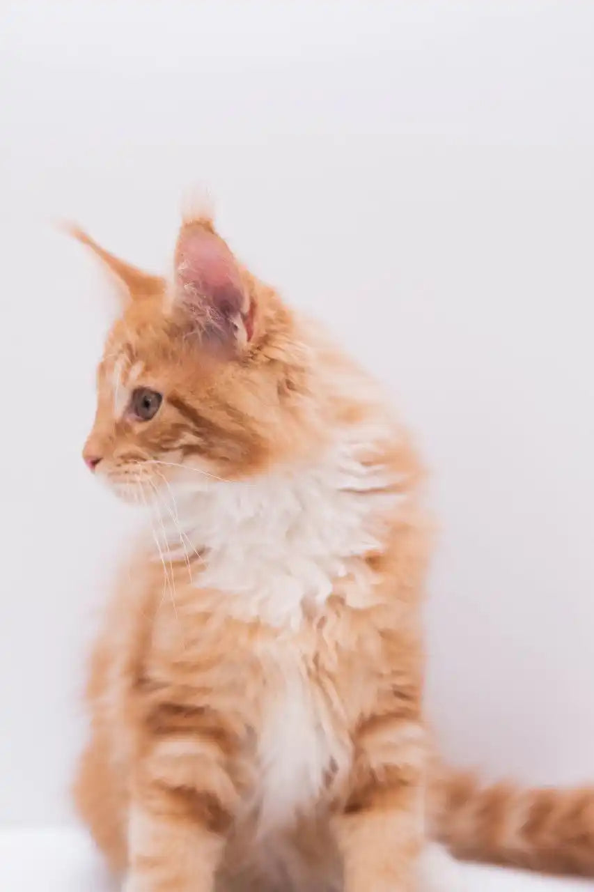 Maine Coon Kittens for Sale Marley | Kitten