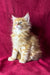 Fluffy orange Maine Coon kitten named Marley sitting up in style