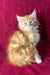 Fluffy orange Maine Coon kitten named Marley with bright blue eyes and long fur