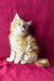 Fluffy orange Maine Coon kitten Marley with stunning blue eyes sitting upright