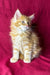 Fluffy orange Maine Coon kitten Marley with bright blue eyes and long fur