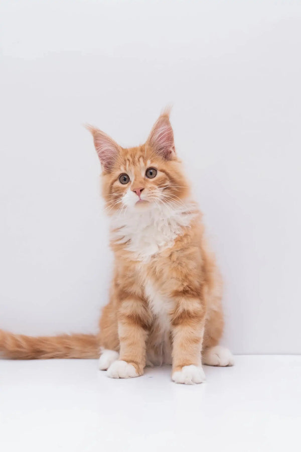 Maine Coon Kittens for Sale Marley | Kitten