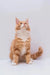 Fluffy orange and white Maine Coon kitten sitting upright, looking curiously up