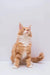 Orange and white fluffy Maine Coon kitten sitting upright and gazing upwards