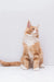 Orange and white Maine Coon kitten sitting upright and curiously looking up