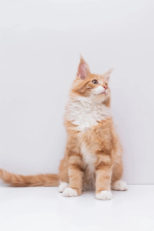 Orange and white Maine Coon kitten sitting upright and curiously looking up