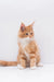 Adorable Orange and White Maine Coon Kitten sitting upright, perfect for cozy vibes