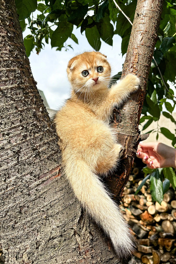 Adorable Scottish Fold kitten clinging to a tree trunk in Marlin’s cute photo
