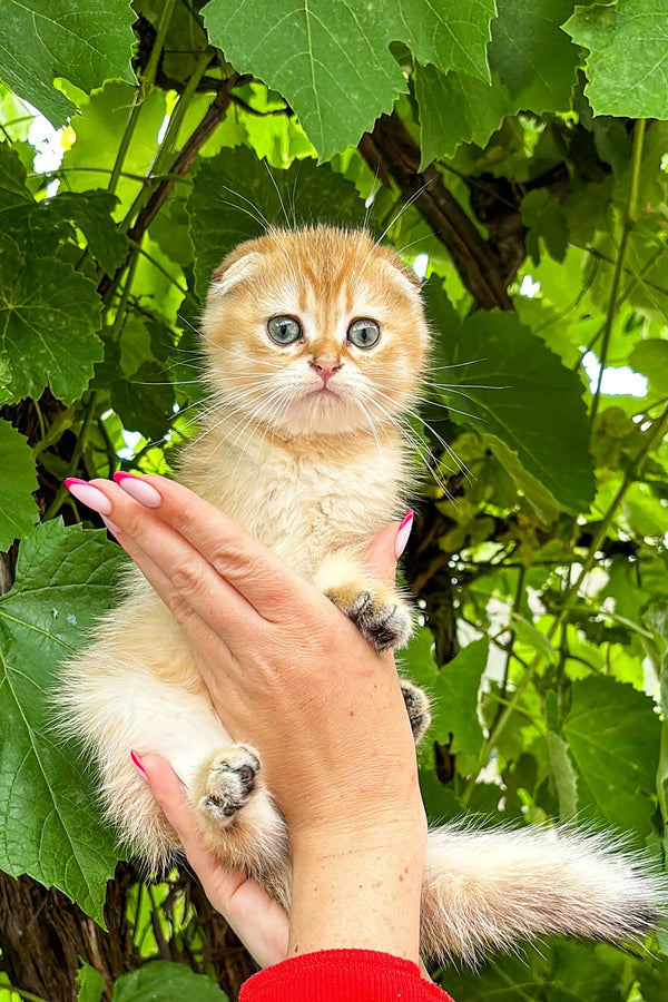 Adorable cream Scottish Fold kitten with big blue eyes in a person’s hand