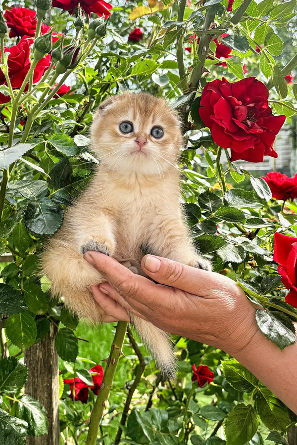 Adorable Scottish Fold kitten with big blue eyes snuggled in a hand