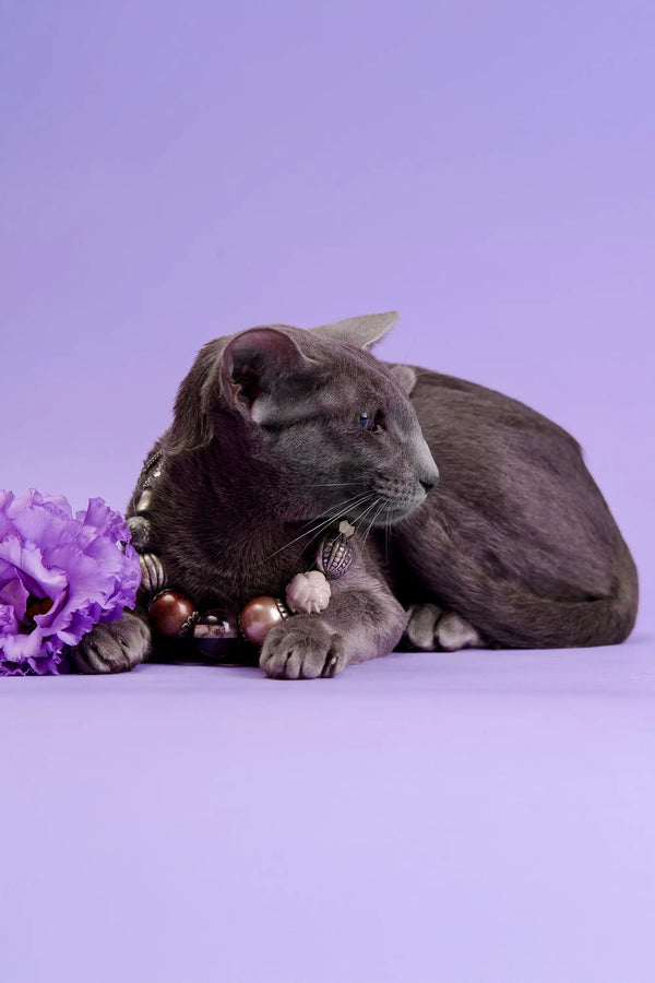 Elegant gray cat in beaded necklace from Marmalade Oriental Kitten collection