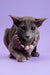 Elegant gray cat with a beaded necklace from Marmalade | Oriental Kitten collection