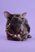 Gray cat with a stylish beaded necklace in Marmalade | Oriental Kitten product