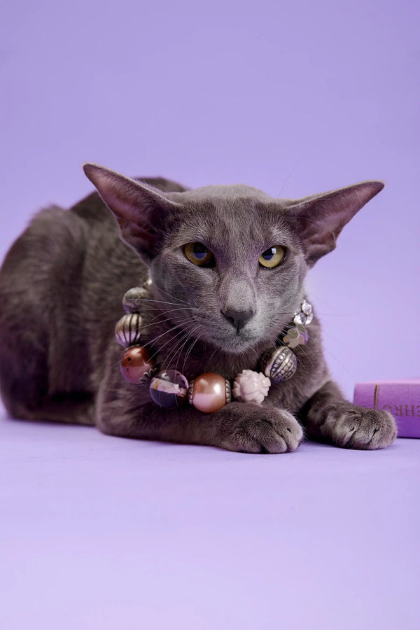 Gray cat with a beaded necklace from Marmalade | Oriental Kitten collection