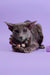 Gray cat with a stylish beaded necklace featured in Marmalade Oriental Kitten