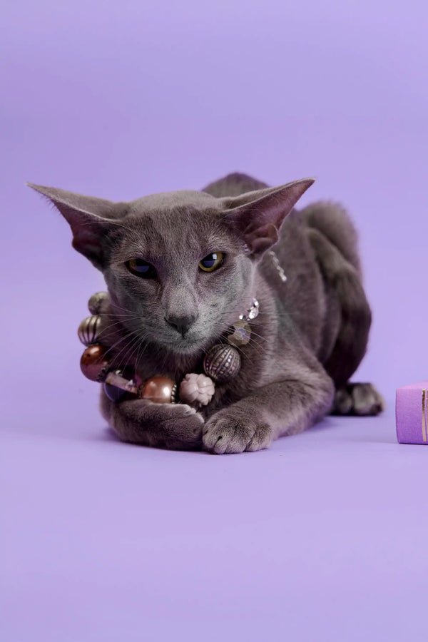 Gray cat with a stylish beaded necklace featured in Marmalade Oriental Kitten