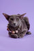 Gray cat with a stylish beaded necklace in Marmalade | Oriental Kitten product