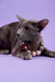 Gray cat with a cute beaded necklace in the Marmalade Oriental Kitten product