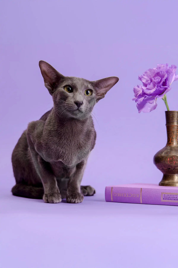 Gray cat with large ears in Marmalade | Oriental Kitten product display