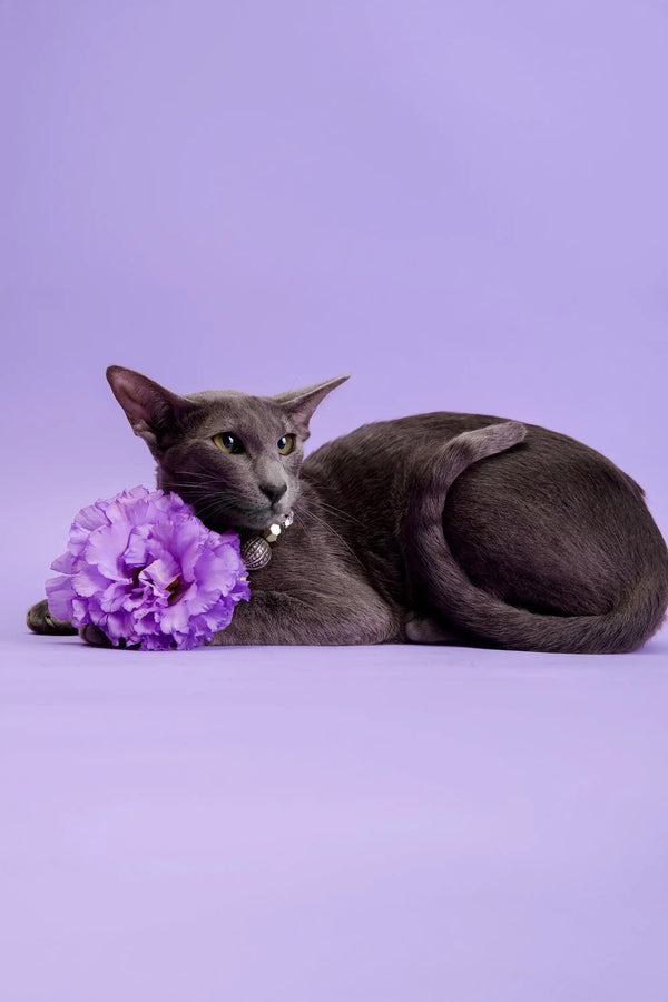 Gray cat with a purple flower in Marmalade Oriental Kitten product display