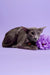 Gray cat named Marmalade with a pretty purple flower in a cozy setting