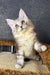 Cream-colored Maine Coon kitten with golden eyes and tufted ears for Marmara product