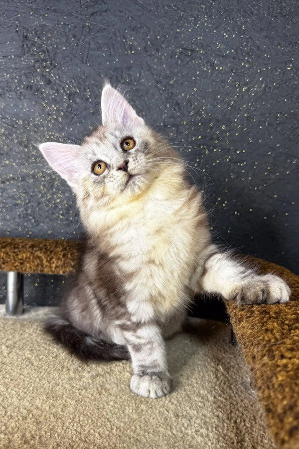 Fluffy cream Maine Coon kitten with grey points tilting head curiously