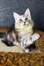 Fluffy gray and white Maine Coon kitten with bright yellow eyes lounging on textured surface