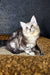 Long-haired grey and white Maine Coon kitten with yellow eyes lounging on a cushion