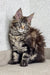 Fluffy Maine Coon kitten with tabby markings and cute ear tufts, named Marry