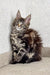 Fluffy brown tabby Maine Coon kitten with ear tufts and long fur named Marry