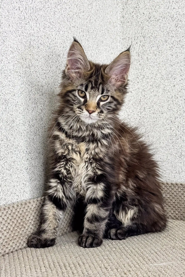 Fluffy brown tabby Maine Coon kitten with ear tufts in Marry product display