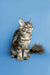 Long-haired Maine Coon kitten with fluffy tail sitting upright, looking adorable