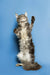 Long-haired tabby Maine Coon kitten standing on hind legs with paw raised