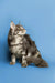 Long-haired tabby Maine Coon kitten sitting upright with an alert look