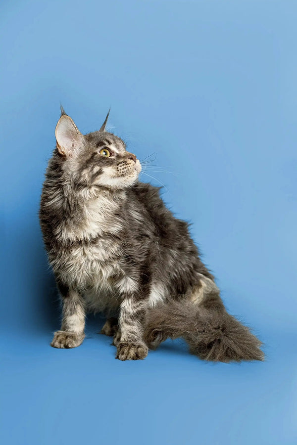 Long-haired tabby Maine Coon kitten sitting upright with an alert look