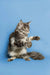 Long-haired gray tabby Maine Coon kitten sitting up with paw raised