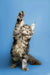 Long-haired Maine Coon kitten standing tall on hind legs with paw raised