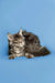 Long-haired gray tabby Maine Coon kitten with fluffy coat and alert expression