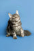 Gray Tabby Maine Coon Kitten with long fur and alert look ready for fun