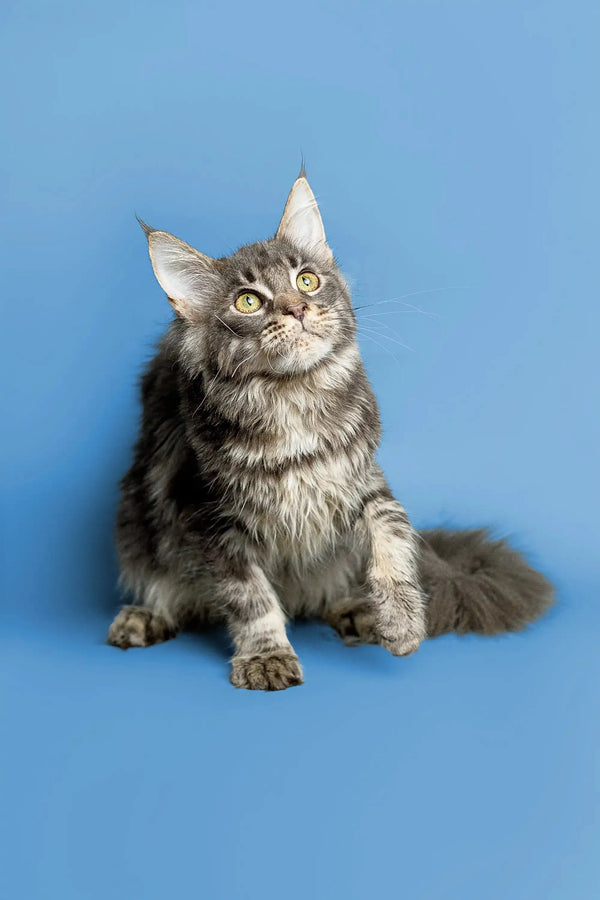 Gray Tabby Maine Coon Kitten with long fur and alert look ready for fun