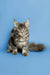 Gray and white Maine Coon kitten with tufted ears and fluffy tail for Marry product