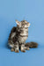 Curious Fluffy Gray Tabby Maine Coon Kitten gazing upward in adorable wonder