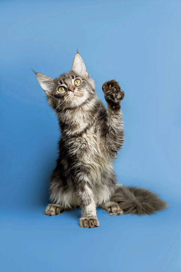 Gray and white Maine Coon kitten sitting with one paw raised, looking adorable