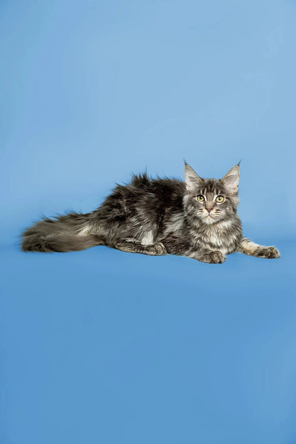 Long-haired tabby Maine Coon kitten relaxing with its tail extended