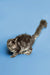 Fluffy gray Maine Coon kitten with arched back and raised tail, showcasing playful spirit