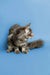 Long-haired gray tabby Maine Coon kitten sitting with fluffy tail curled around