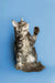 Gray tabby Maine Coon kitten sitting upright with paw raised, super cute and playful