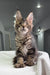 Adorable Maine Coon kitten from the Marry Polydactyl Maine Coon collection